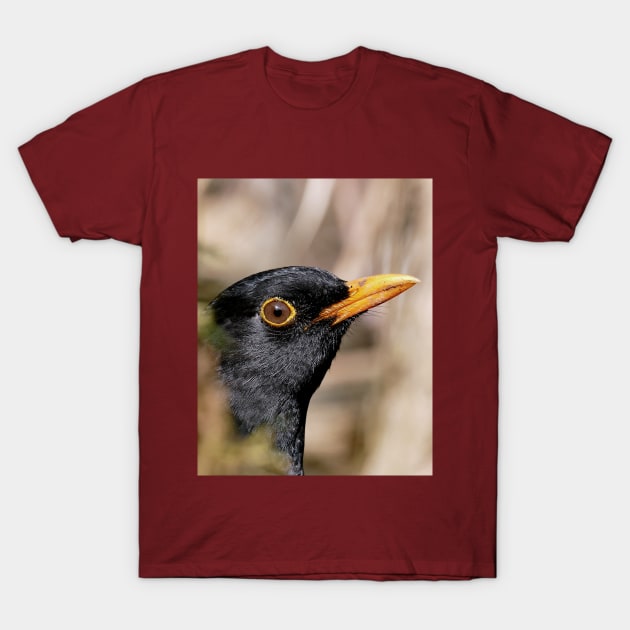 r700/  an Attentive Blackbird - Merle Attentif ! " Les Oiseaux du jardin " simply life " to Okaio Créations - Olavia-Olao T-Shirt by caillaudolivier